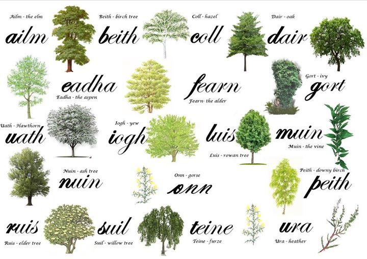 trees as alphabet