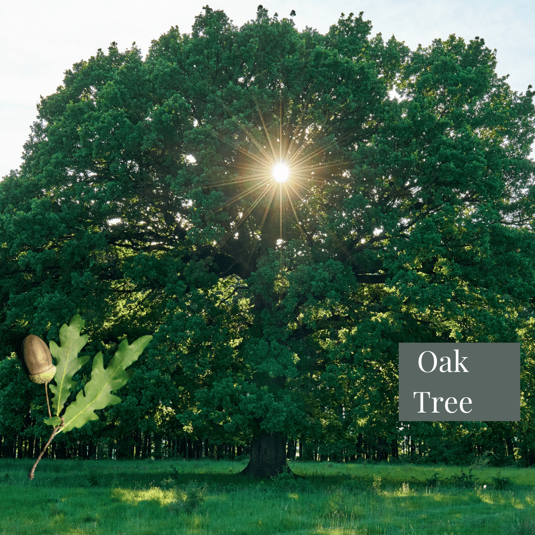 Irish memorial tree in mature Oak