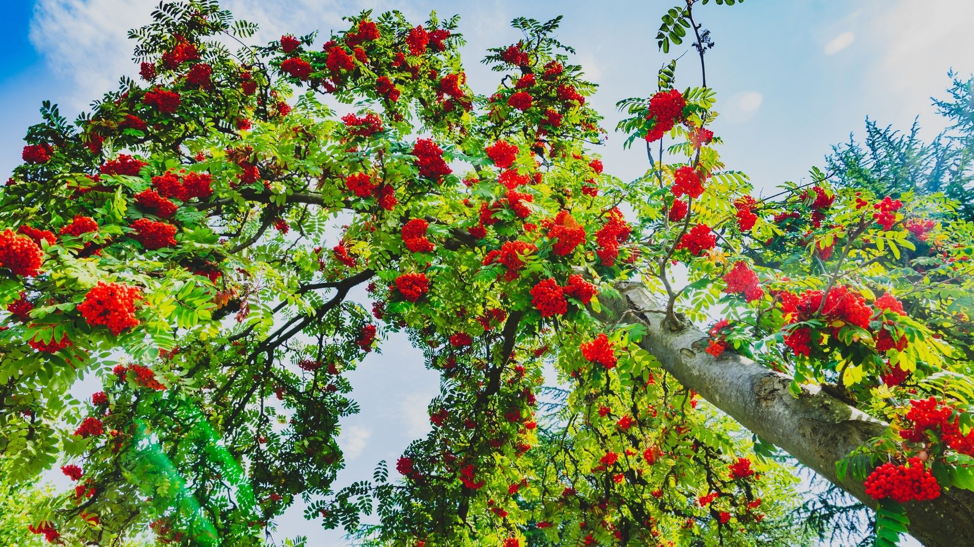 The Rowan tree with its bright red berries is one of the most popular choices when people plant a tree in memory of someone