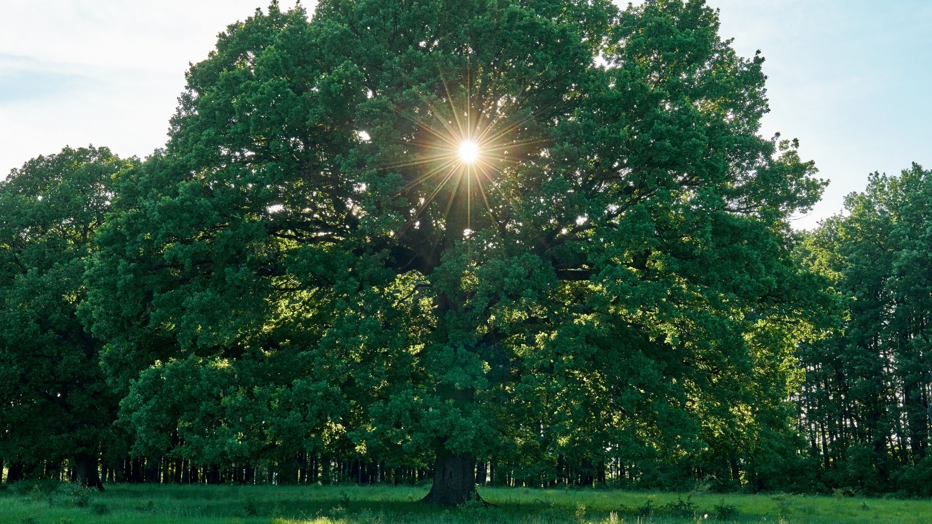 The Common Oak Tree is one of many native Irish trees and is able to grow in all Irish soils.