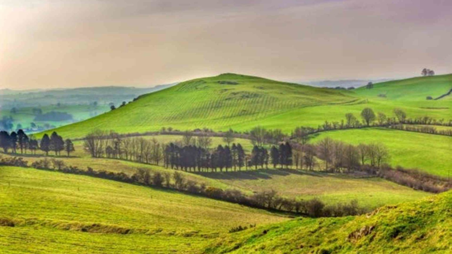 The Slow Disappearance of Irish Trees Irish Trees