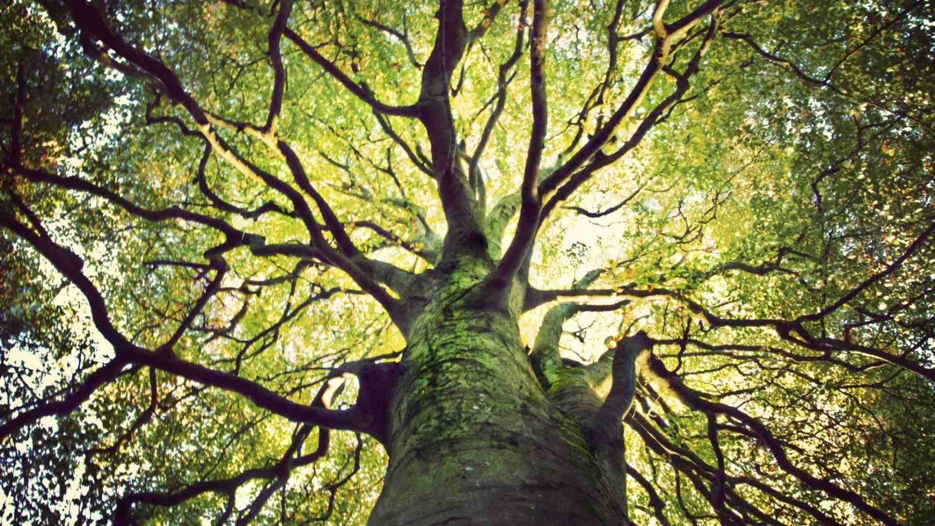 50 interesting facts about Trees in Ireland