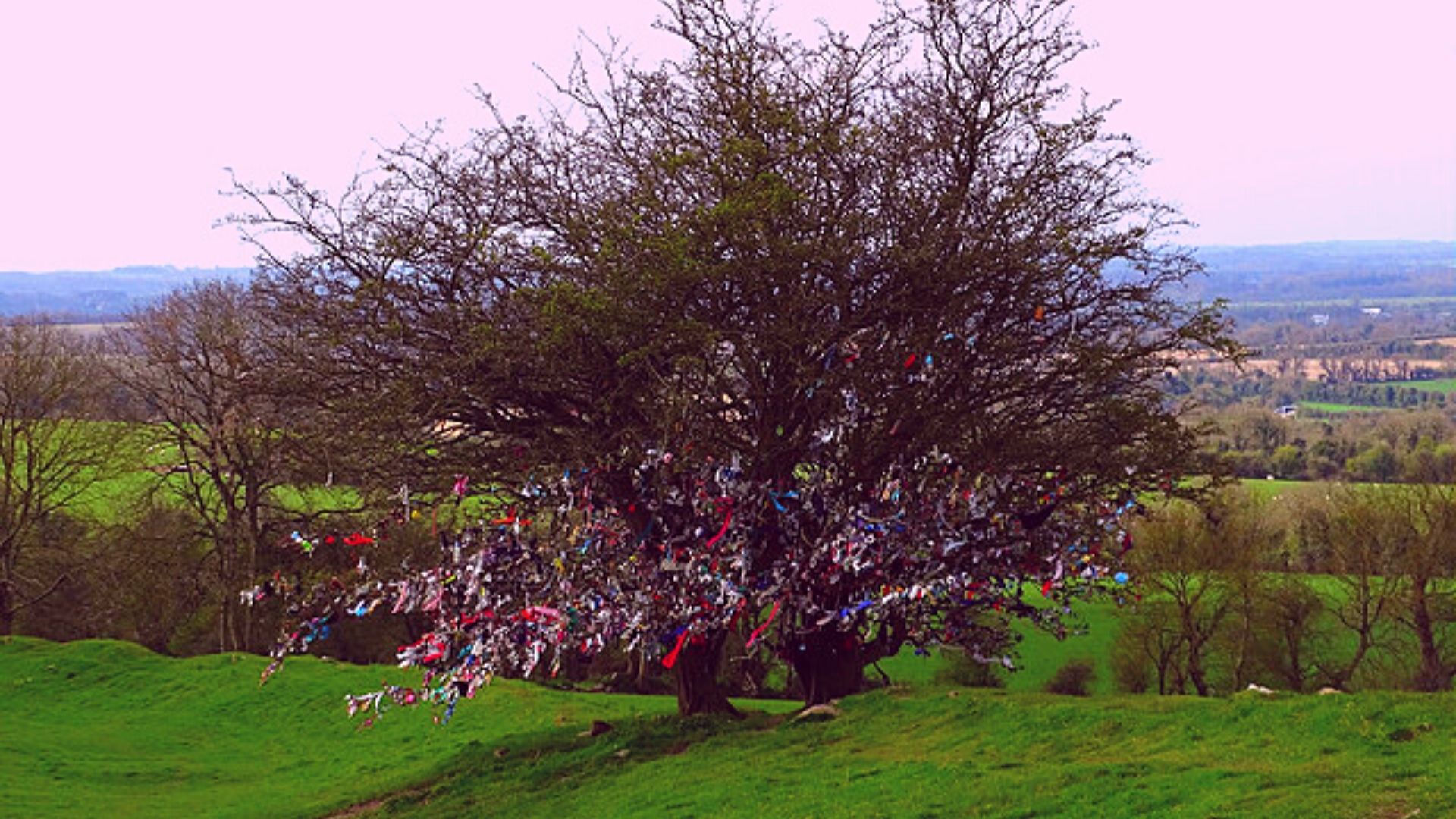Irish Trees – Mythology and Folklore