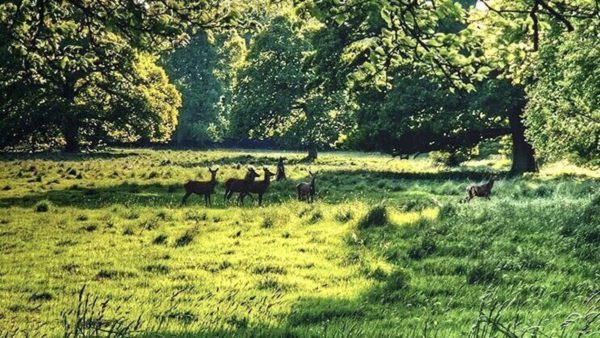 Deer in clearing at Dunsany Castle Nature Reserve