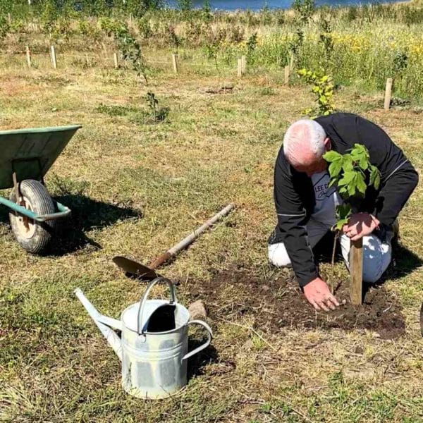 man planting a tree at irish trees
