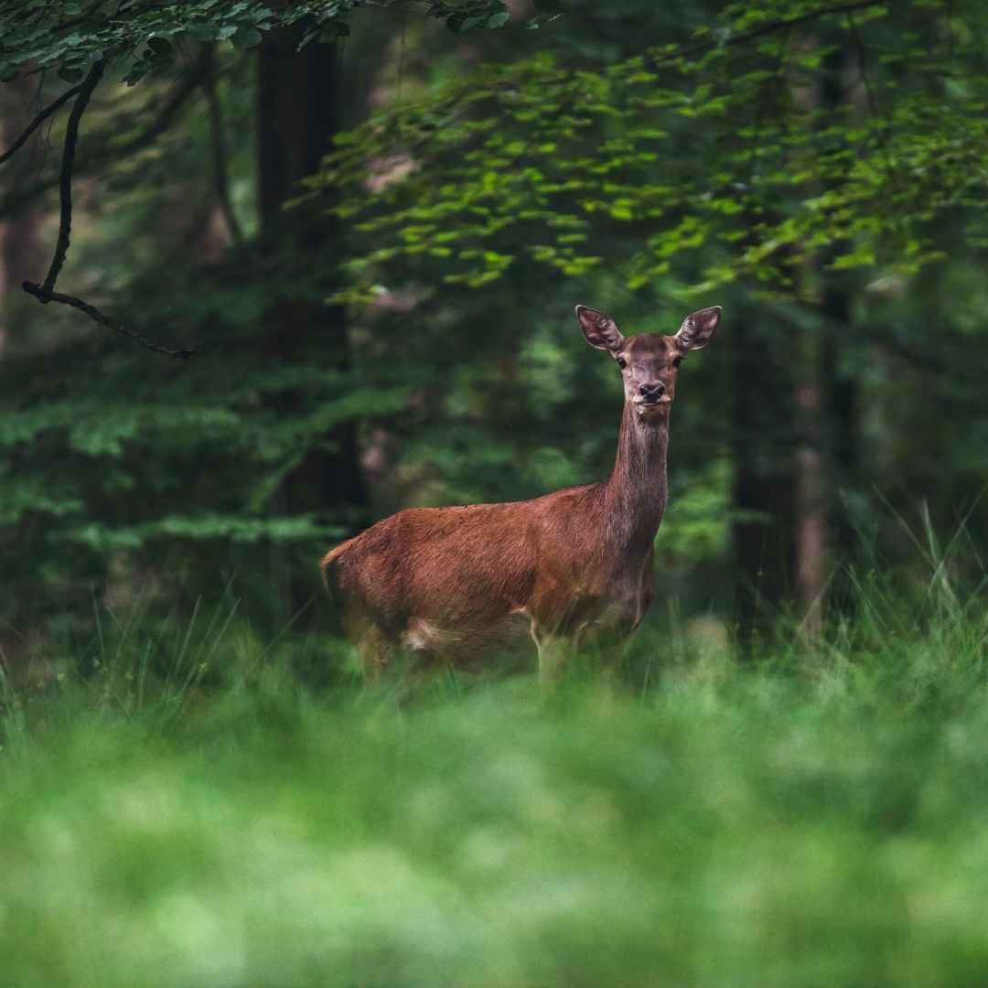 deer at dunsany woods in trees