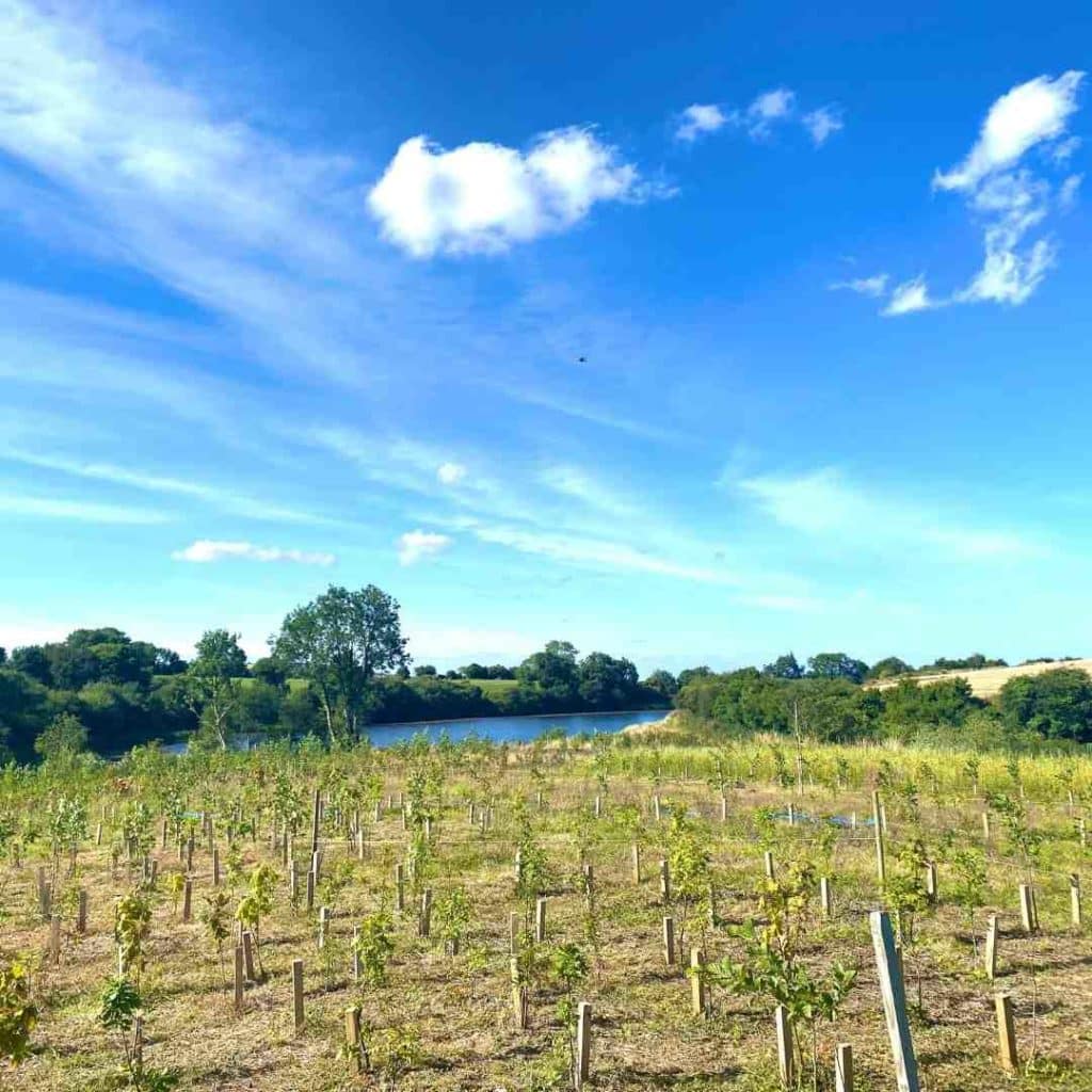 enhancing-pollinator-habitats-with-native-trees-in-ireland-irish-trees