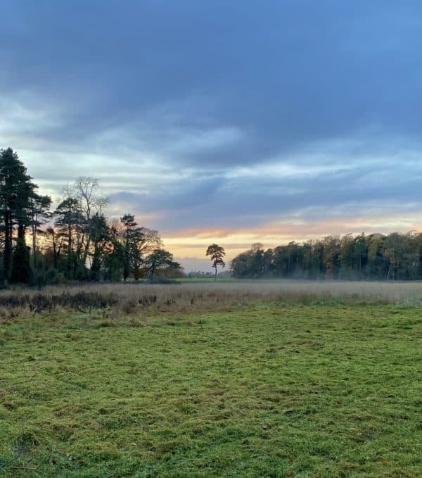 A short history of Trees in Ireland Irish Trees