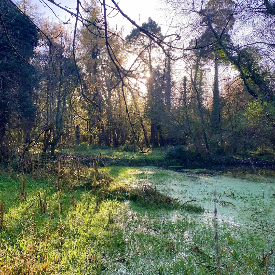 A natural Pond in the middle of a woodland in Dunsany county meath in the winter and low sun shines through trees