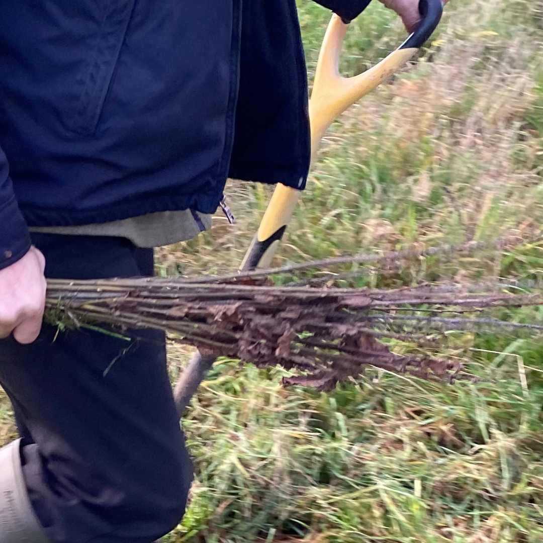 Why subscribe to Tree planting in Ireland