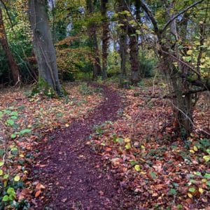 A Walk through the Dunsany rewilded woods to plant trees in Ireland