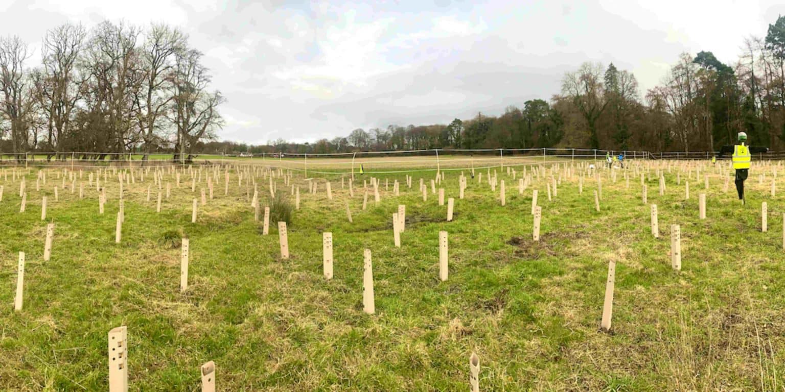 Subscription Trees Irish Trees