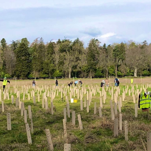 Irish trees Dunsany Nature Reserve Planting days