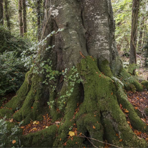 Irish Trees Dunsany Nature Reserve Meath