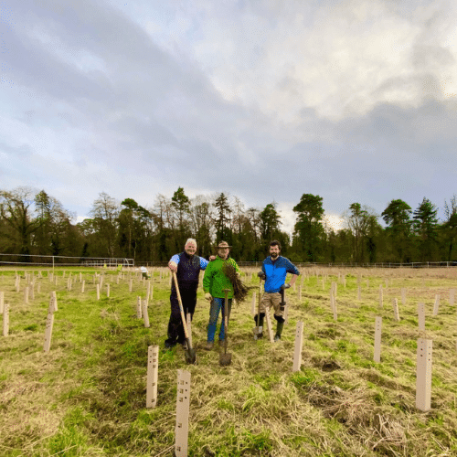 Irish Trees Naul planting