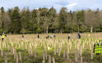 Irish Trees – Providing a Sustainability solution for individuals and businesses