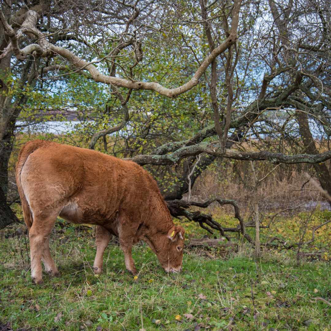 Brown cow grazing in a woodland area in front of a tree