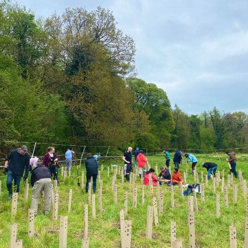 Business tree planting Dunsany Nature Reserve Meath ireland