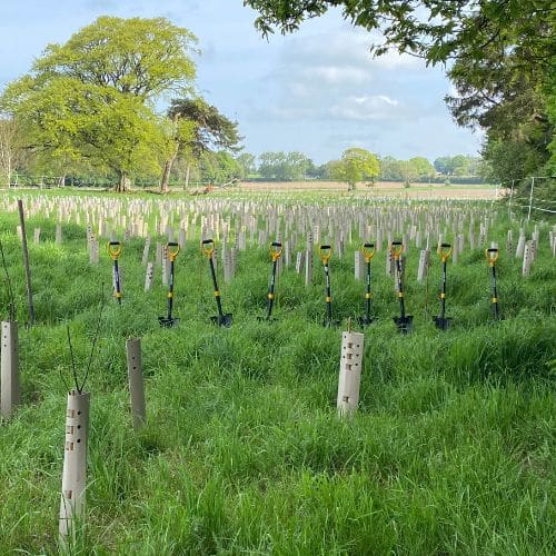 spades in the ground ready for tree planting activity