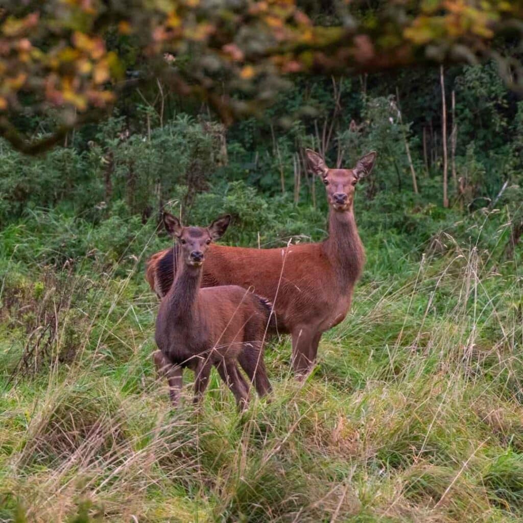 %Irish Trees Planting Dunsany Rewilding Project memorial trees %