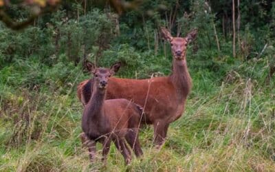 Some of the life at Dunsany Nature Reserve