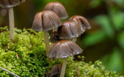 The Role of Native Trees in Rewilding Landscapes