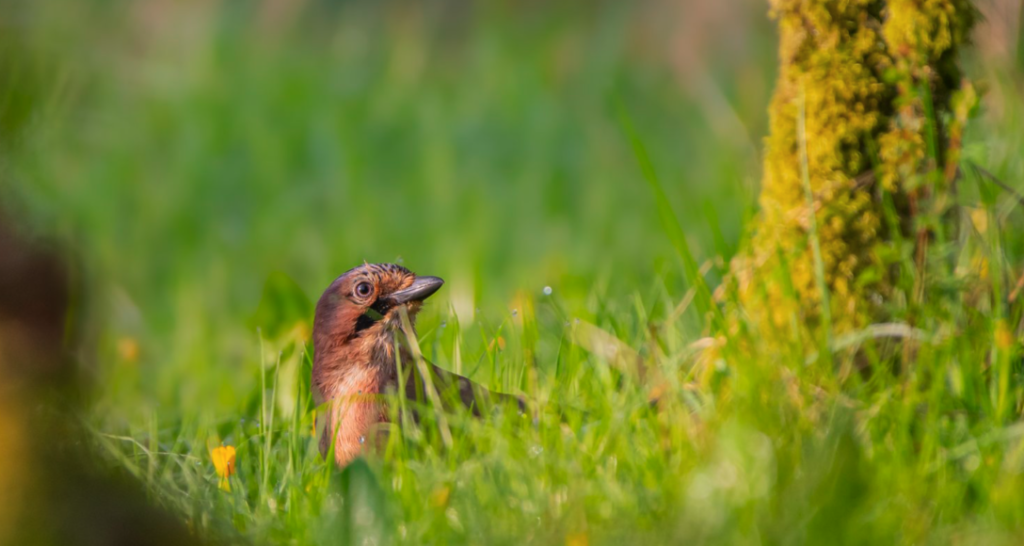 Bird sitting in grass