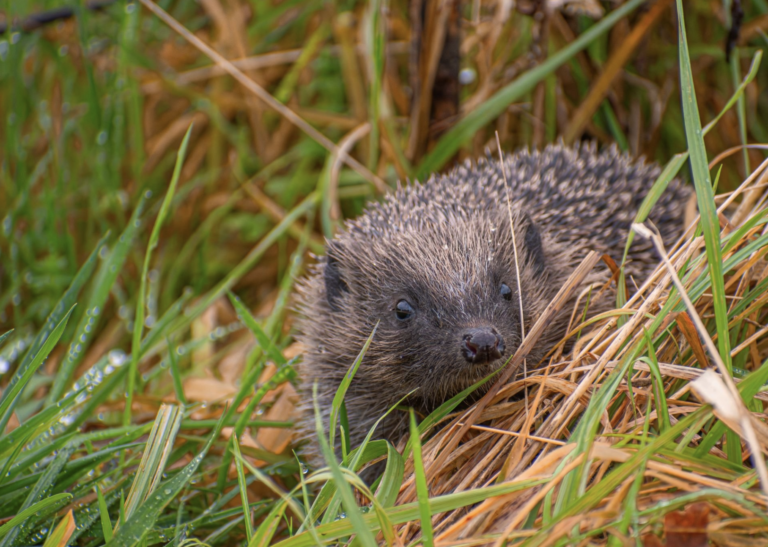Hedgehog in Dunsany