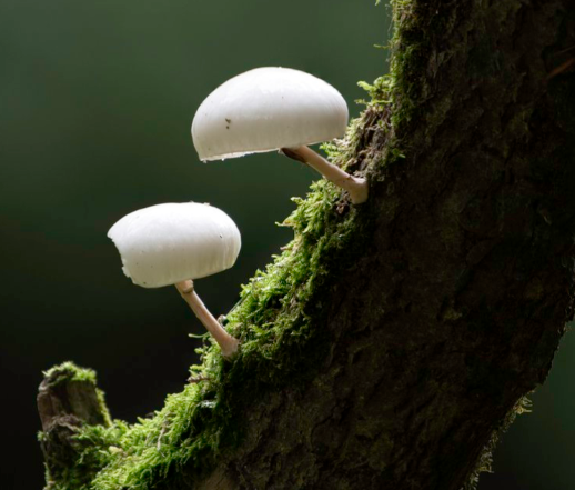Mushrooms growing on a tree