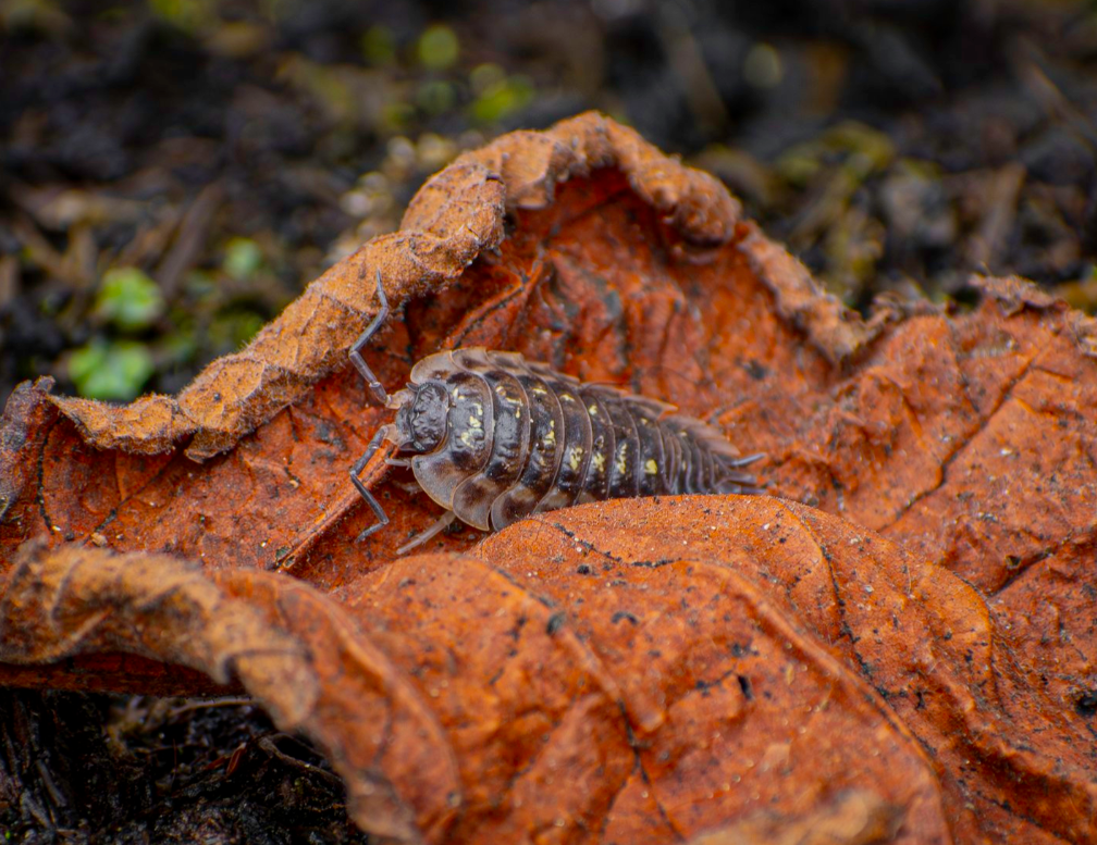 Woodlouse on leaf
