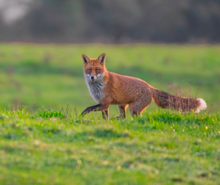 biodiversity net gain image