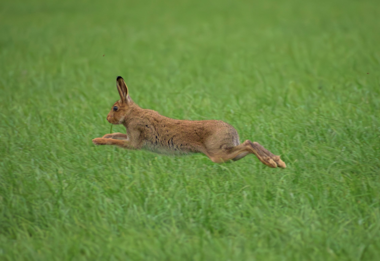Hare in Dunsany