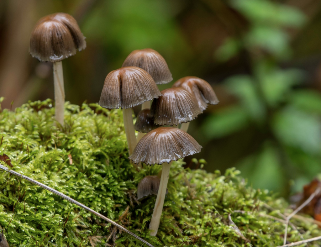 mushrooms in a forest