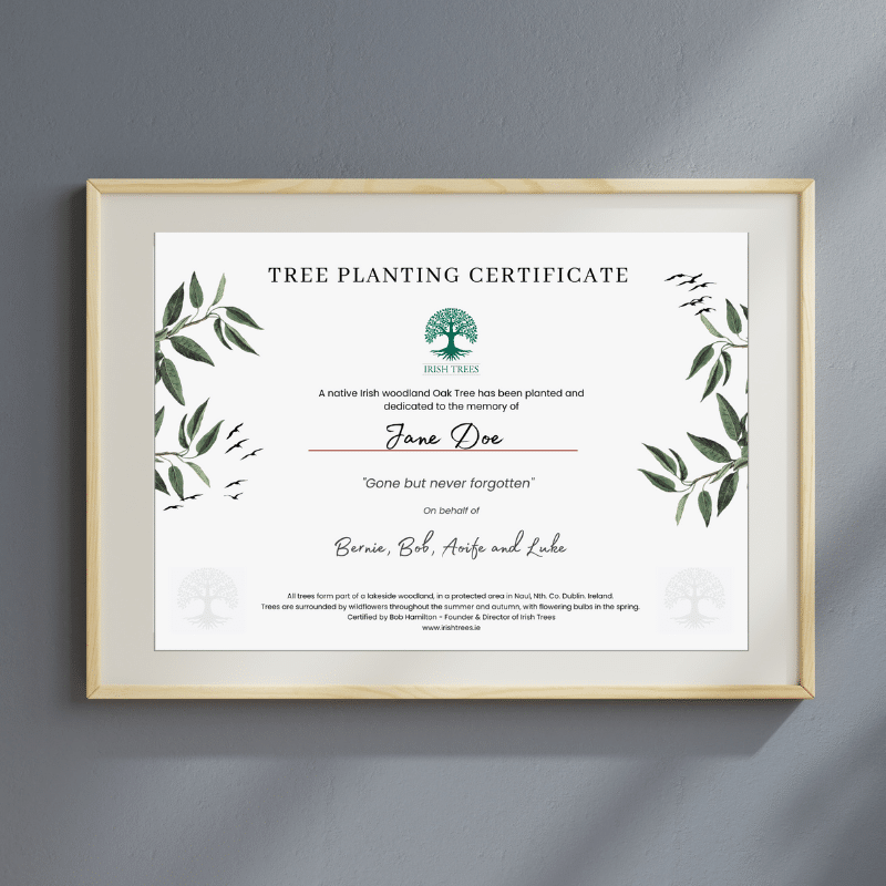 sqmockup celebration tree memorial tree planting certificate