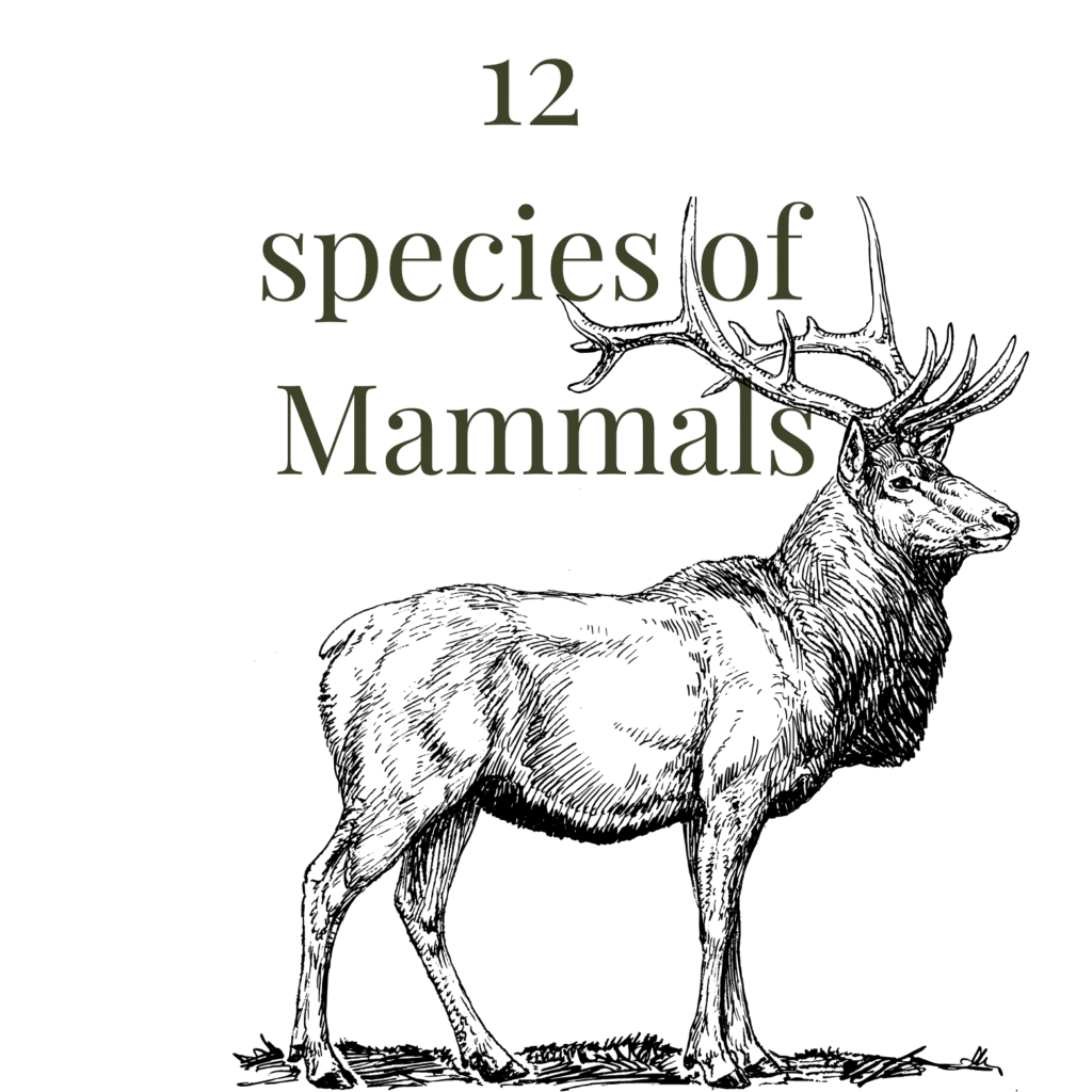 Mammals