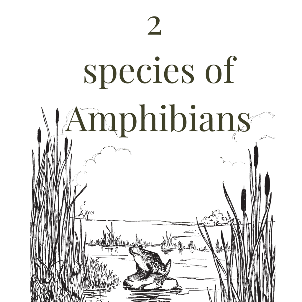 Amphibians