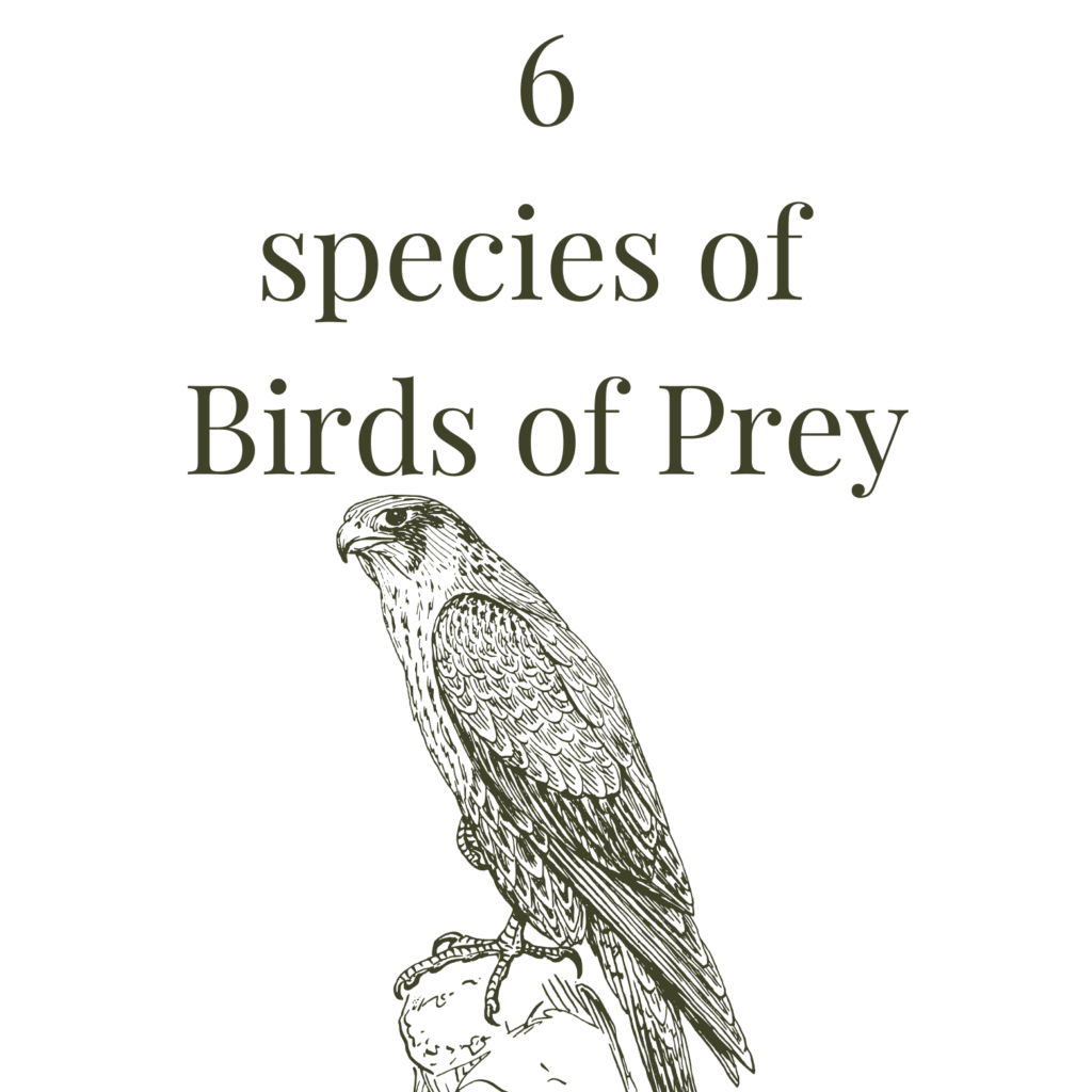 Birds of Prey