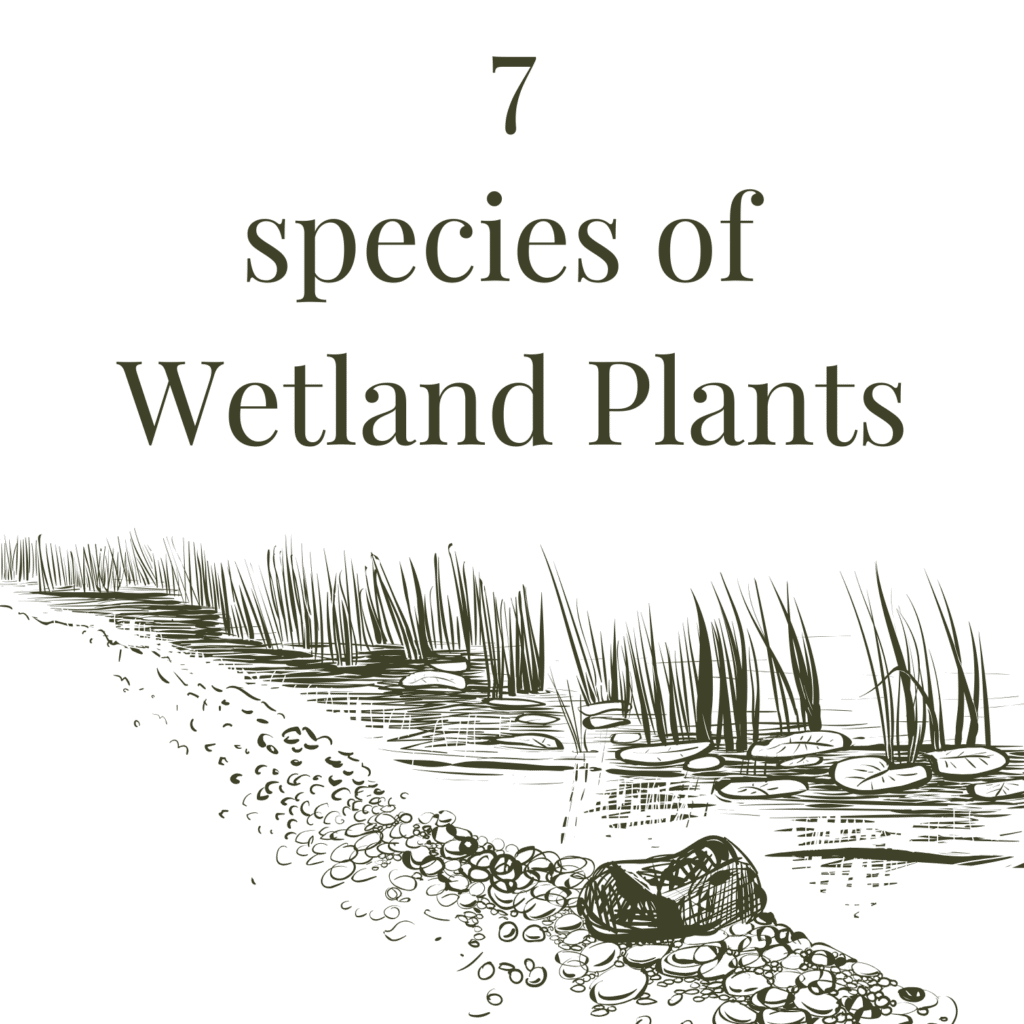 Wetland