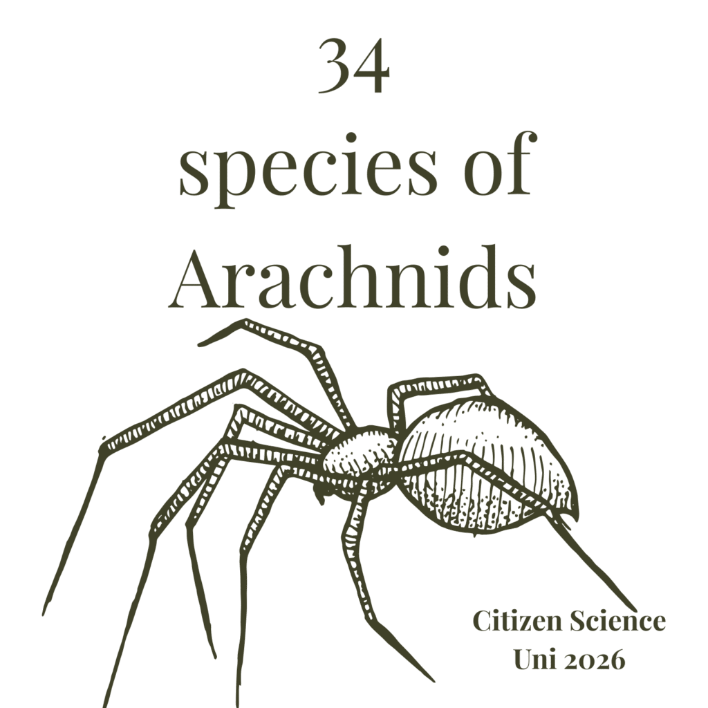 Arachnids